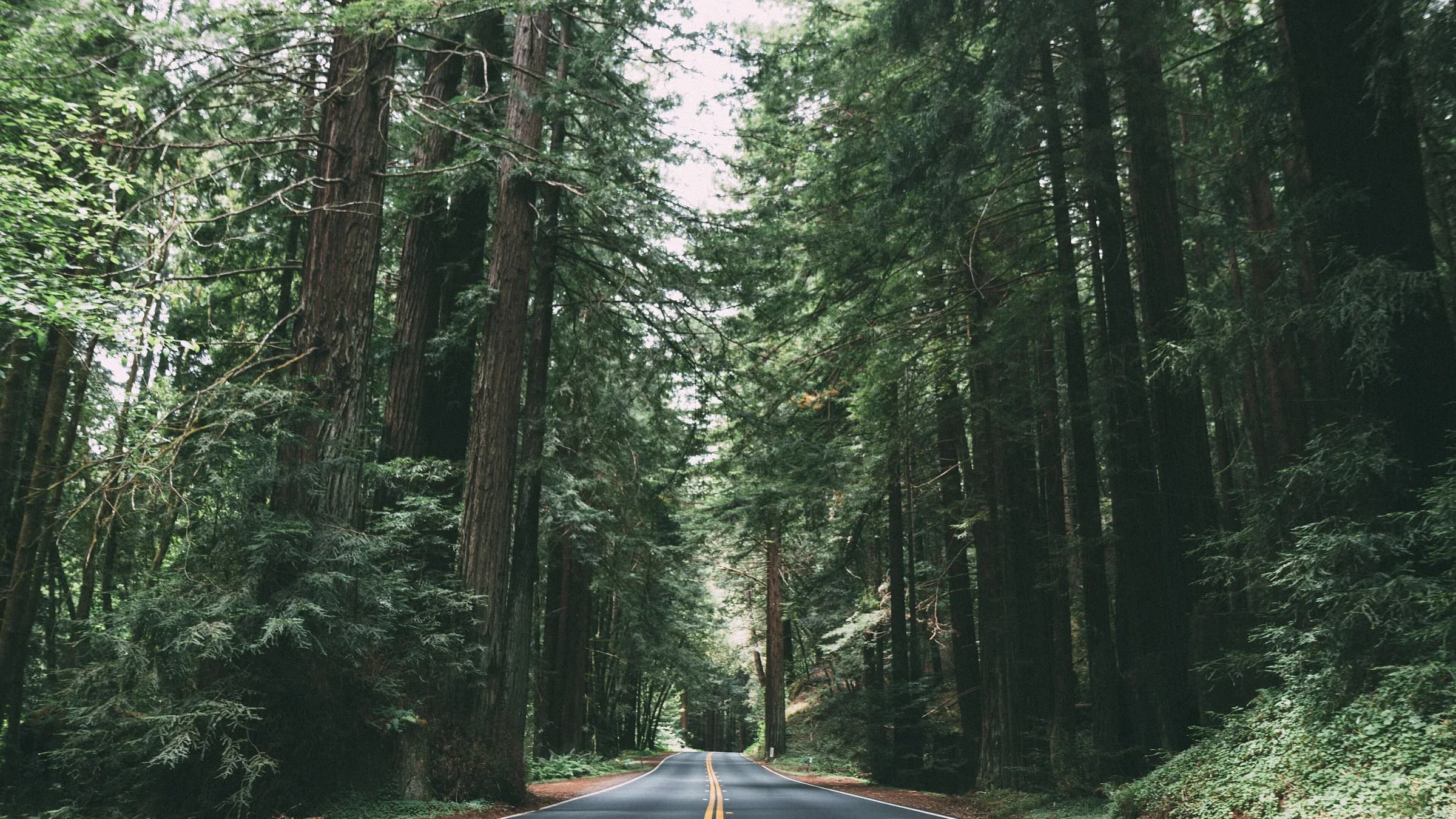 Pine forest road — whether a second nationality can sit beside the first