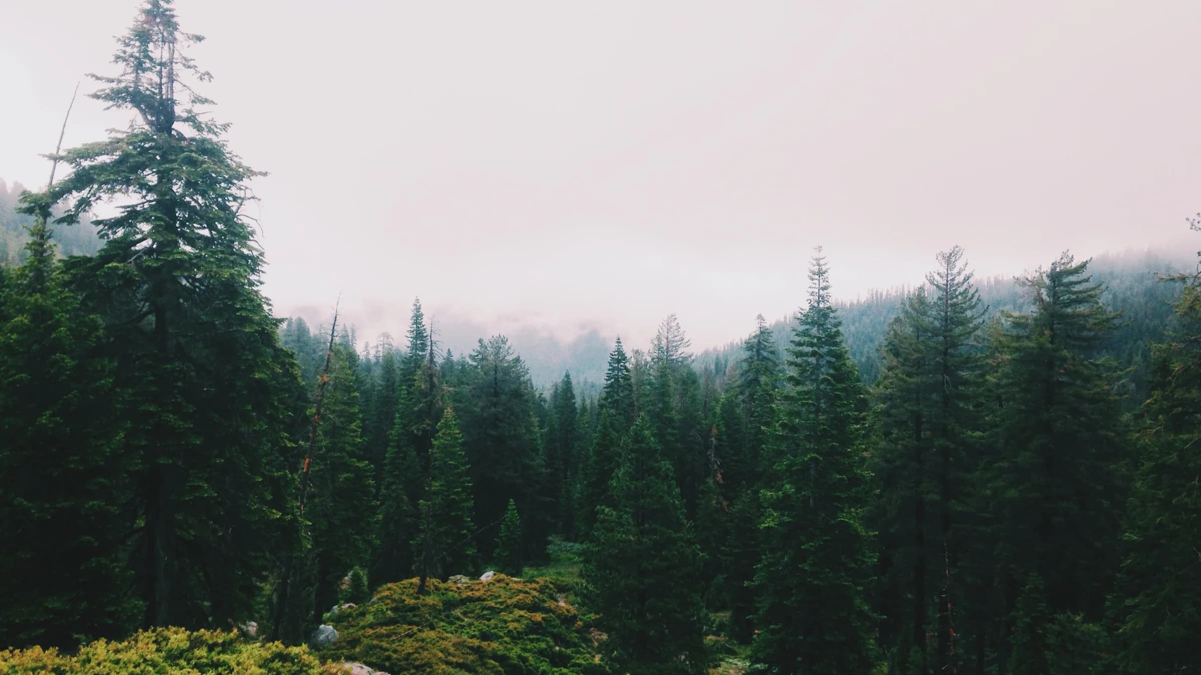Forest road in mist — four legal routes to a second nationality